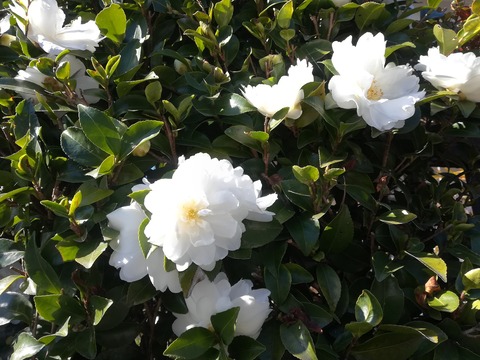 20201202sazanka4