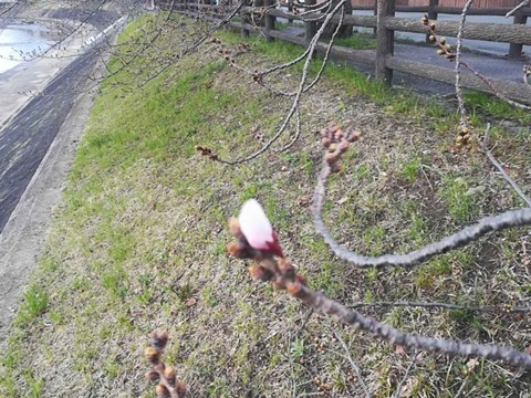 20220320桜芥川 (1)