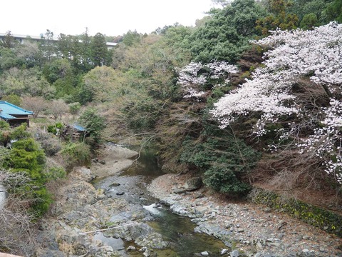 20230325原の桜 (18)
