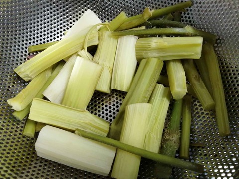 20230507山ウド (10)