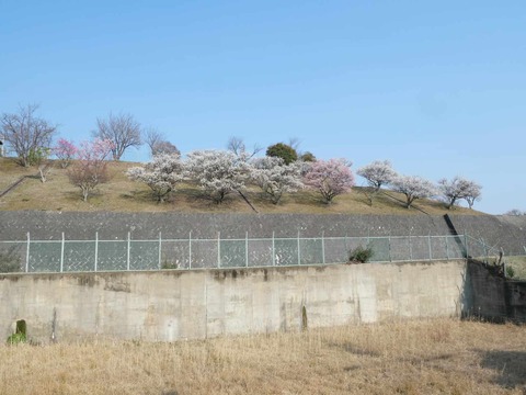 20250323北清水小学校梅 (3)