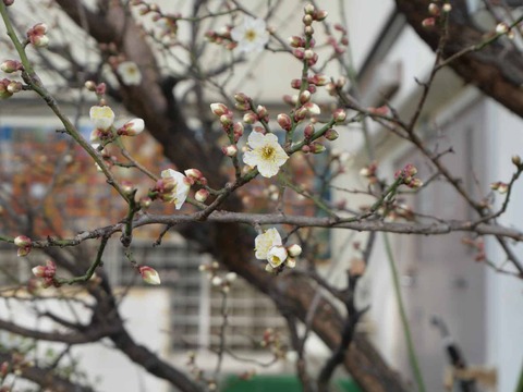 20260111第一中学校梅 (6)