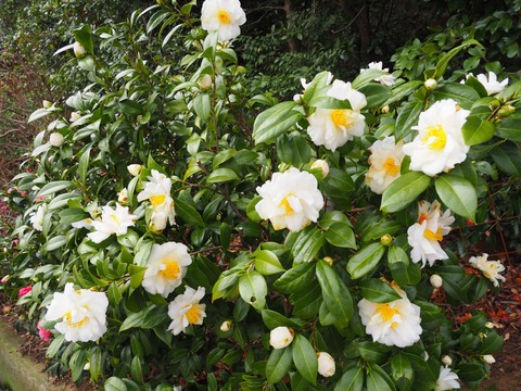 20230325安威川ダム (34)