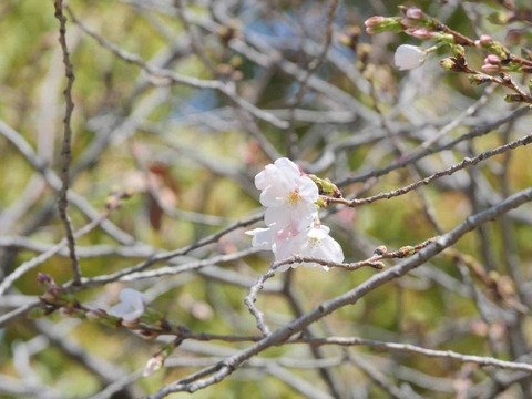 20260324桜 (38)
