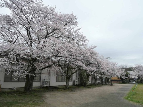 20260331桜 (12)