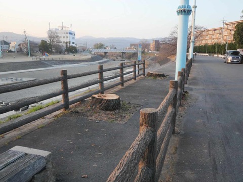 20260116芥川桜堤 (6)