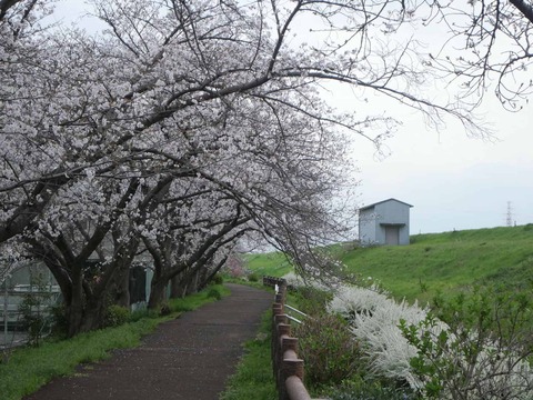 20260331桜 (181)