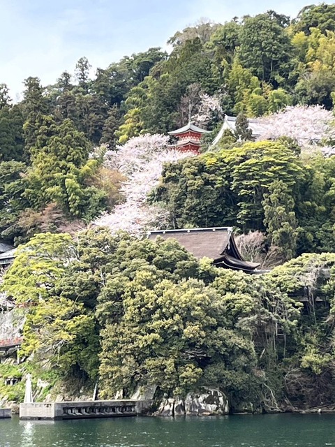 20240407桜番外 (1)
