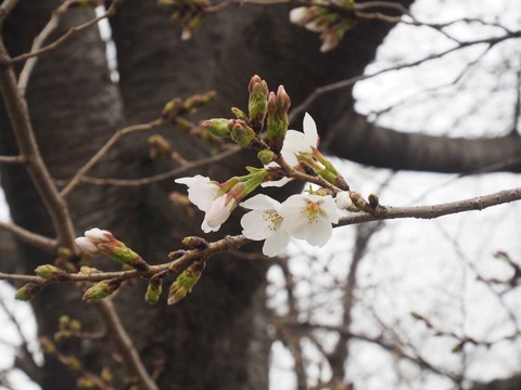 20230321芥川桜堤 (2)