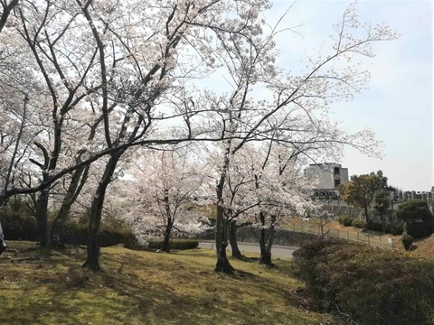 20230330公園墓地 (5)