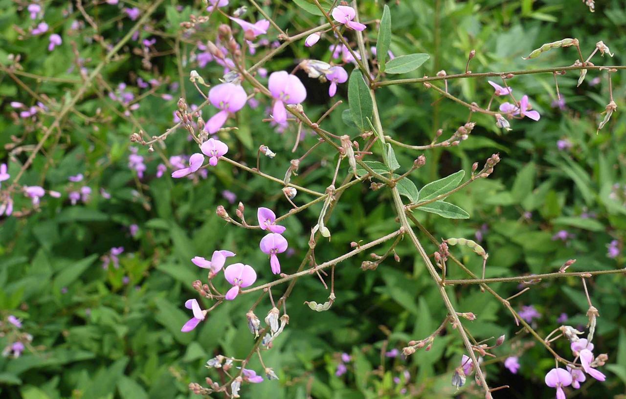 高槻の北部で今年も咲いているこの花は何 マメ科で小さな花が特徴 19年 高槻network新聞