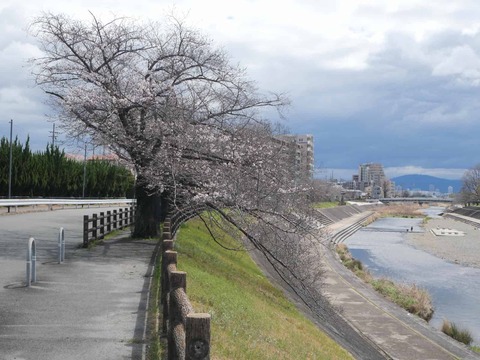 20260326芥川桜堤 (5)