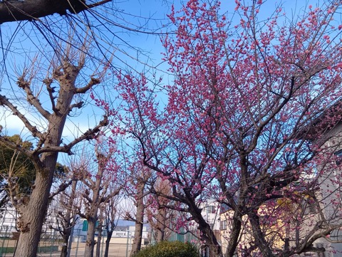 20260204しろあと梅 (1)