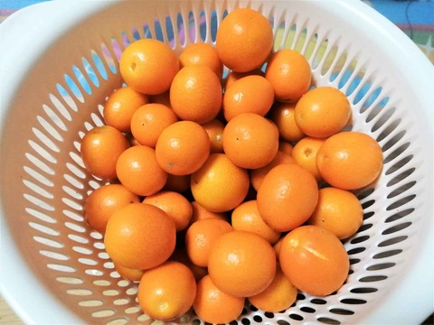 20230511キンカン (1)