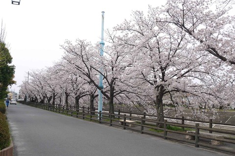 20200403sakura4
