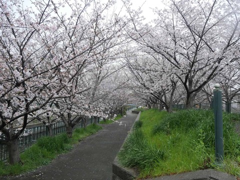 20260401玉川桜 (42)