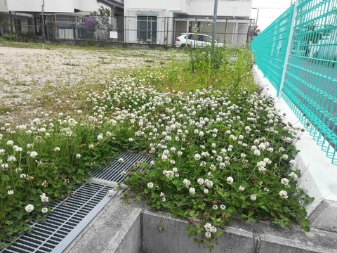 20220515川添たんぽぽ公園 (1)