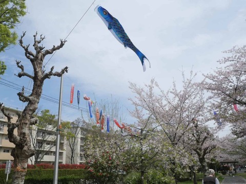 20260406玉川小学校 (10)