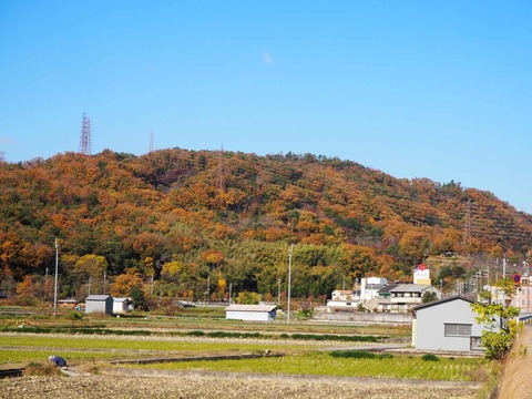 20211123紅葉奈佐原 (1)