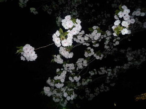 tutui_sidare2018_4