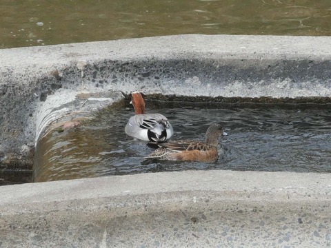 20260318塚脇橋 (54)a