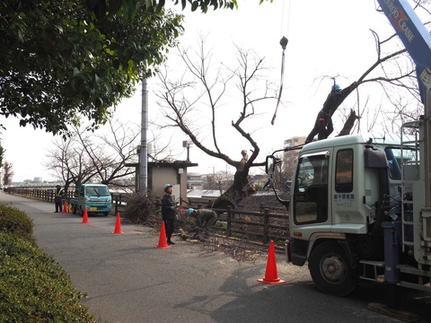 2020314芥川伐採 (2)