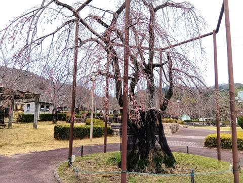 20250324さくら公園 (5)