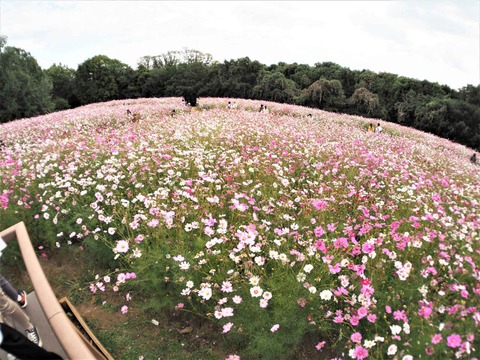 20221022万博記念公園 (57)
