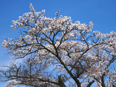 202504112樫田桜 (17)