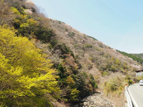 20250412府道6号桜 (27)