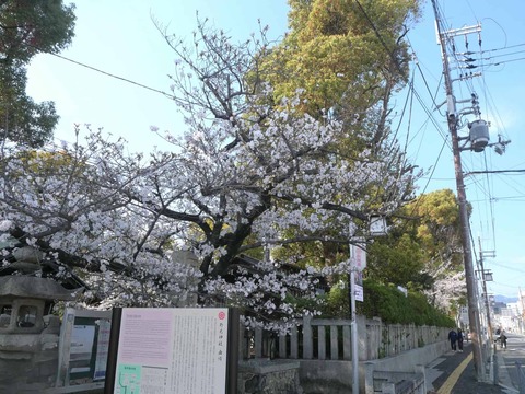 20260403桜 (47)