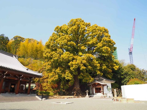 20230401桜 (9)
