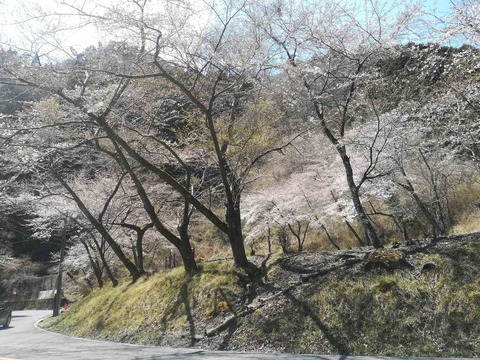 20200405sakura14