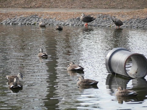 20260128番田カモ (7)