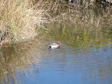 20251213芥川カモ (16)