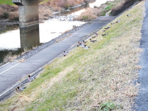 20260127城西橋カモ (10)