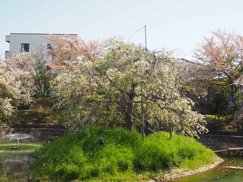 20240414桜 (20)