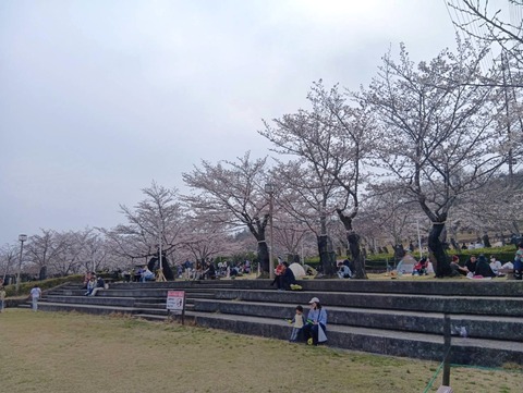 20260329摂津峡公園 (3)