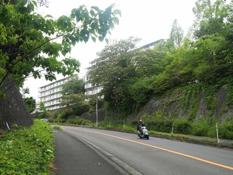 202606017ネムノキ (3)