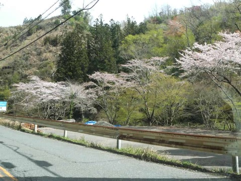 20260412府道号桜新緑 (9)