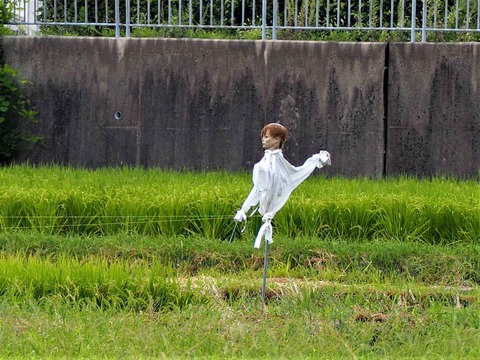 20230909氷室かかし (2)