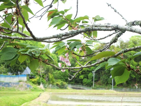 20260510樫田八重桜 (3)