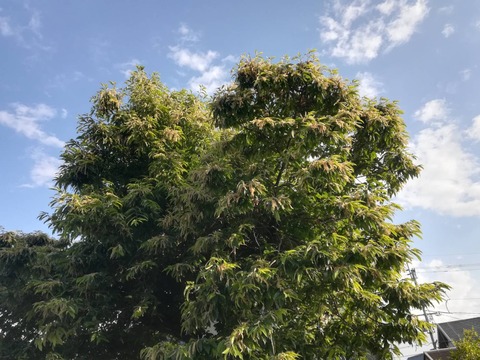 20240607栗の花 (2)