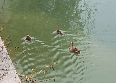高槻城公園カルガモ２
