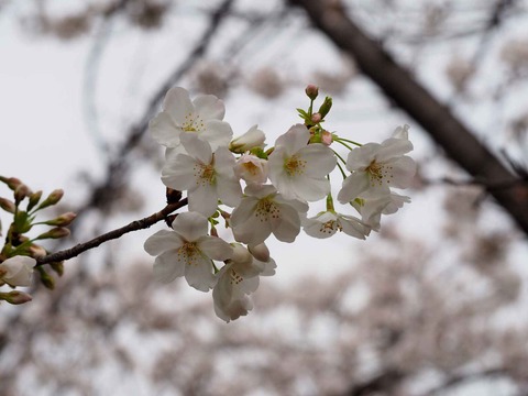 20230325筒井池公園 (20)