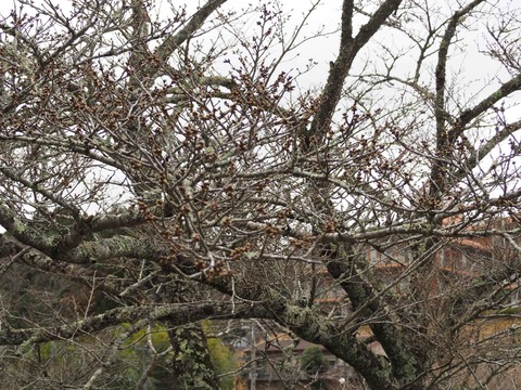 20220319桜樫田 (3)
