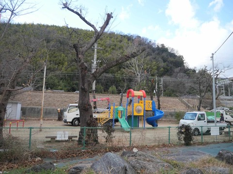 20260121上牧コスモス公園 (2)