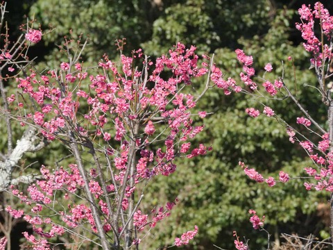 20260204上宮天満宮 (17)