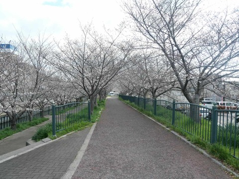 20250331桜 (4)