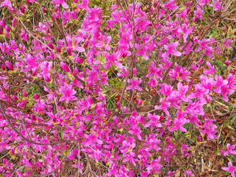 20230325安威川ダム (39)